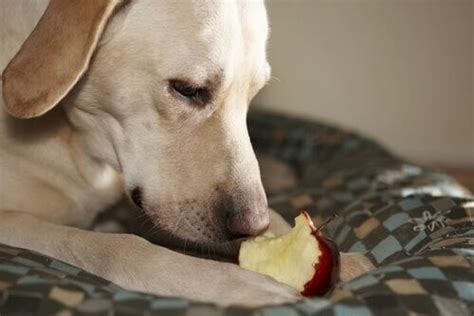 cachorro pode comer maçã - cachorro triste
